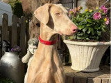 Trois chiots Dobermann crème mâles LOF nés en avril 2026 à réserver