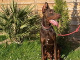 Trois chiots Dobermann crème mâles LOF nés en avril 2026 à réserver