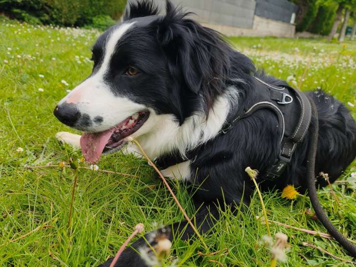Jeune mâle Border Collie à donner