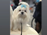Mâle Bichon Maltais disponible pour saillie