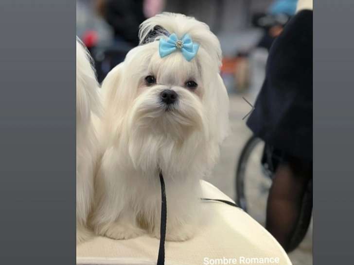 Mâle Bichon Maltais disponible pour saillie