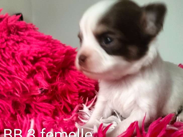 Chiots Chihuahua à poil long à vendre