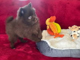 1 chiot femelle Pomsky à vendre non LOF chocolat aux yeux bleus de février 2026