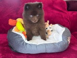 1 chiot femelle Pomsky à vendre non LOF chocolat aux yeux bleus de février 2026