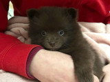 1 chiot femelle Pomsky à vendre non LOF chocolat aux yeux bleus de février 2026