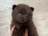 1 chiot femelle Pomsky à vendre non LOF chocolat aux yeux bleus de février 2026