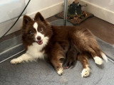 1 chiot femelle Pomsky à vendre non LOF chocolat aux yeux bleus de février 2026