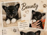 1 chiot Chihuahua noir et feu non LOF d'avril 2026 à réserver