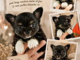 1 chiot Chihuahua noir et feu non LOF d'avril 2026 à réserver