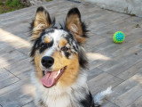 Loki, Berger Australien de 6 mois à vendre