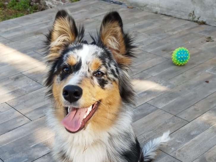 Loki, Berger Australien de 6 mois à vendre