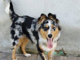Loki, Berger Australien de 6 mois à vendre
