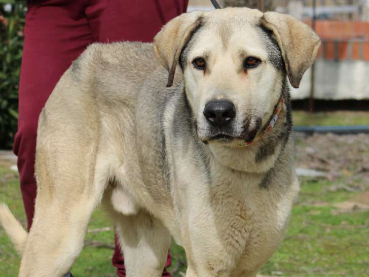 Aslan jeune Mastin très très doux et pacifique à adopter en association