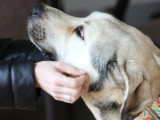Aslan jeune Mastin très très doux et pacifique à adopter en association