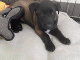 Chiots femelles Malinois à vendre