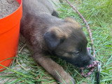 Chiots femelles Malinois à vendre