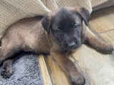Chiots femelles Malinois à vendre