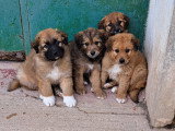 Quatre adorables chiots à adopter en association