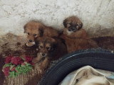 Quatre adorables chiots Ă adopter en association