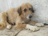 Quatre adorables chiots Ă adopter en association