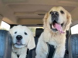Chien Golden Retriever LOF né en 2019 à vendre