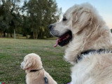 Chien Golden Retriever LOF né en 2019 à vendre
