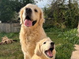 Chien Golden Retriever LOF né en 2019 à vendre