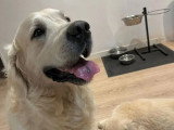 Chien Golden Retriever LOF né en 2019 à vendre