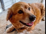 En quête d'un foyer : chienne au pelage fauve de 8 ans
