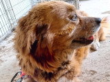 En quête d'un foyer : chienne au pelage fauve de 8 ans
