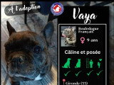 À la recherche d'une famille : chienne Bouledogue Français bringée de 9 ans
