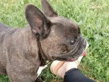 À la recherche d'une famille : chienne Bouledogue Français bringée de 9 ans