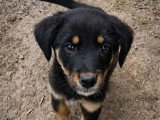À adopter : chiot femelle de 3 mois