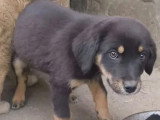 À adopter : chiot femelle de 3 mois