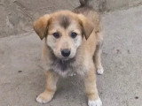 Prêt pour l'adoption : chiot femelle de 3 mois
