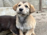 Prêt pour l'adoption : chiot femelle de 3 mois