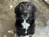 En quête d'un foyer : chienne de 3 ans