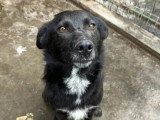 En quête d'un foyer : chienne de 3 ans