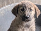 À la recherche d'une famille : chiot femelle de 4 mois