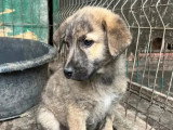 À la recherche d'une famille : chiot femelle de 4 mois