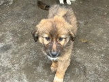 Adoption disponible : chiot mâle de 4 mois