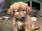 Adoption disponible : chiot mâle de 4 mois