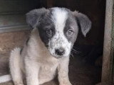 En attente d'adoption : chiot mâle de 4 mois