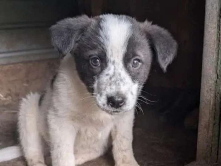En attente d'adoption : chiot mâle de 4 mois