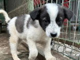 En attente d'adoption : chiot mâle de 4 mois