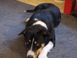 À adopter : chien Berger Australien tricolore de 2 ans