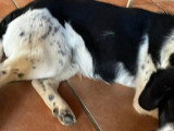Prêt pour l'adoption : chiot mâle de 9 mois au pelage noir