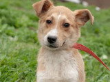 En quête d'un foyer : chiot femelle de 8 mois