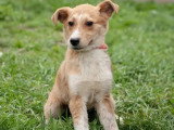 En quête d'un foyer : chiot femelle de 8 mois