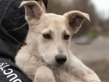 Disponible à l'adoption : chiot mâle de 8 mois